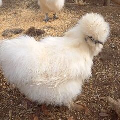 烏骨鶏　雌　メス　の画像