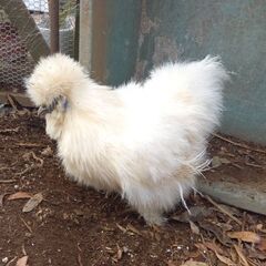 烏骨鶏　雌　メス　の画像