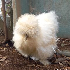 烏骨鶏　雌　メス　の画像