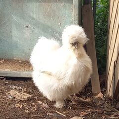 烏骨鶏　雌　メス　の画像