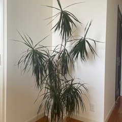受付終了　観葉植物　オリズルラン