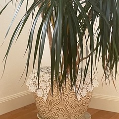 受付終了　観葉植物　オリズルランの画像
