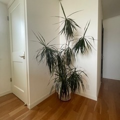 受付終了　観葉植物　オリズルランの画像