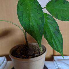 アグラオネマピクタム　鉢植えの画像