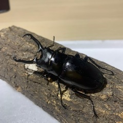 ①ギラファノコギリクワガタ