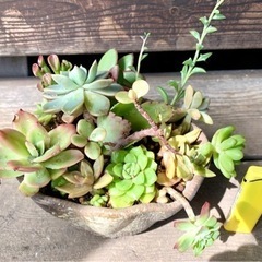 【決まりました】多肉植物の寄せ植えの画像