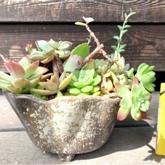 【決まりました】多肉植物の寄せ植え