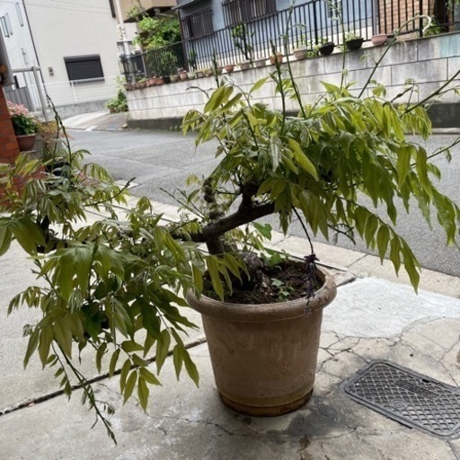 最終価格】藤の木 樹齢20年以上 【公式通販】