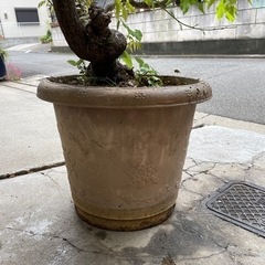 藤の木　樹齢20年以上の画像