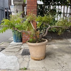 藤の木　樹齢20年