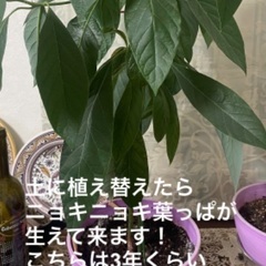 観葉植物になります‼️アボカドの苗🪴の画像