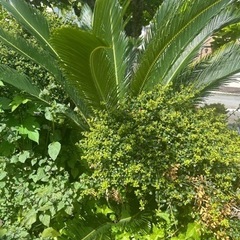 草木　さしあげます
の画像