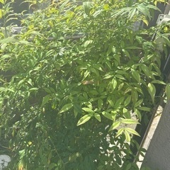 草木　さしあげます
の画像