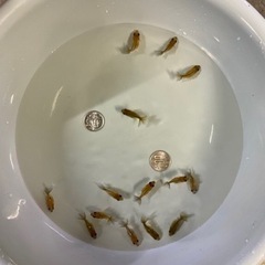 金魚 稚魚 ピンポン オランダ 自家産 