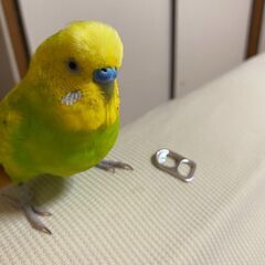 セキセイインコ　4/24夕方から探しています！