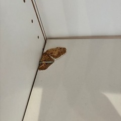 家具 収納家具 カラーボックスの画像