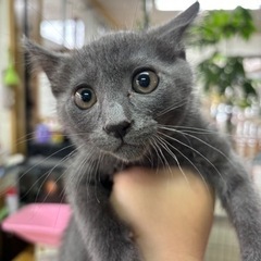 グレーの猫ちゃん