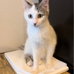 子猫の里親様を探しています(決まりました！)