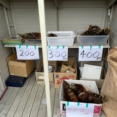 たけのこ200円から500円の画像