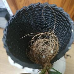 【観葉植物】ネコの登り棒　30㎝②の画像