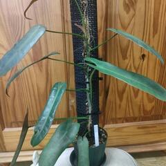 【観葉植物】ネコの登り棒　30㎝②の画像