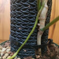 【観葉植物】ネコの登り棒　30㎝②の画像