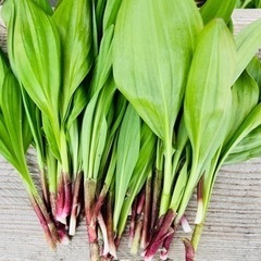 行者にんにく その他の中古が安い!激安で譲ります・無料で 行者にんにく その他の中古が安い!激安で譲ります・無料で