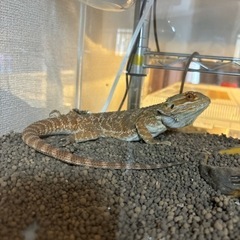 フトアゴヒゲトカゲの画像