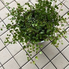 55-ワイヤープランツ　B
