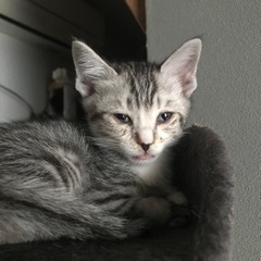 【交渉中】仔猫さんの里親募集