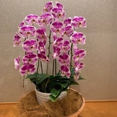 柿の木坂ヴァイオリン教室の画像