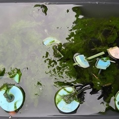 お話し中アオミドロ！？笑😁孵化開始追記あり‼️の画像