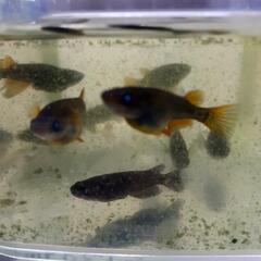 黑天幻龍メダカブルーアイ(茶びれ多い)の画像
