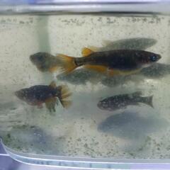 黑天幻龍メダカブルーアイ(茶びれ多い)の画像