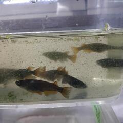 黑天幻龍メダカブルーアイ(茶びれ多い)の画像