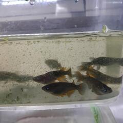 黑天幻龍メダカブルーアイ(茶びれ多い)の画像