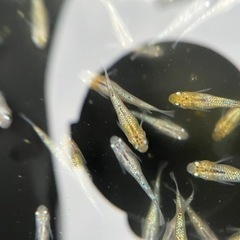 メダカ、今お買い得な🉐品種の画像