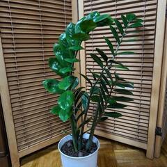 のびのび育ったザミオクルカス（５本）の画像