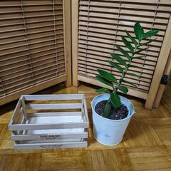 カゴ付、アンティーク調バケツに入ったザミオクルカスの画像