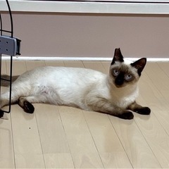 シャムミックス　4月28日譲渡会参加の画像