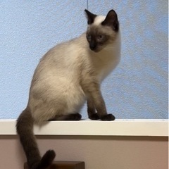 シャムミックス　4月28日譲渡会参加 - 名古屋市