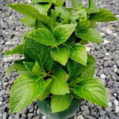 アジサイ　ピンク　苗①の画像