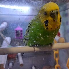 セキセイインコ　オス　【飼育用品付き】