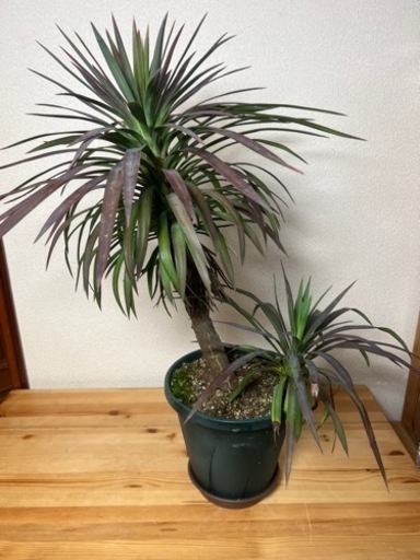 ユッカ　グラリオサ