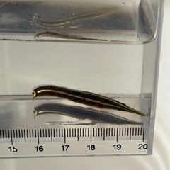 沖縄県産 ハシナガウバウオ