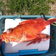 【ゆる～い感じのカヤック、SUP釣り仲間募集】