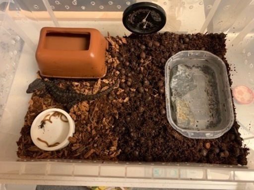 爬虫類飼育セット