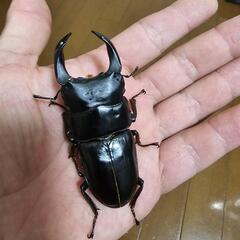 能勢産オオクワガタペア♂️78♀️48.5