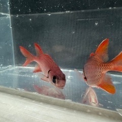海水魚#36