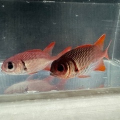 海水魚#36の画像